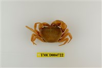 藏品(屏東澤蟹)的圖片